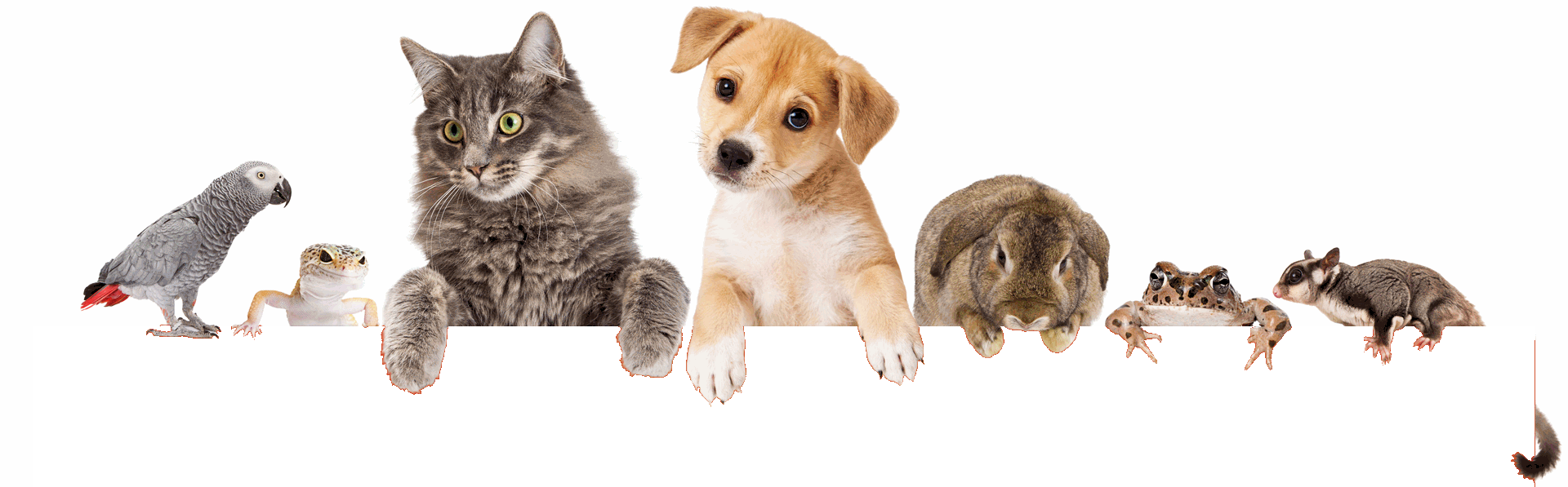 Pets vs pets. Картинка animals Care. Family and Pets. Питомцы семья папугаи. Parental Care of animals.